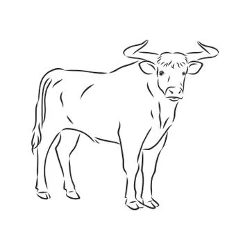 Black and white linear paint draw bull vector illustration. bull vector sketc Stock Illustration