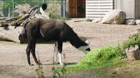 Black and white llama eating fresh green grass in enclosure Stock-Footage 346455155