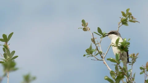 Black and white loggerhead shrike bird on a tree perch near Orlando Florida Stock Footage 129032652