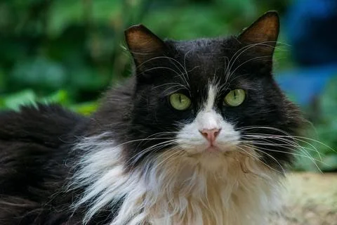 Black and White Long Haired Cat with Green Eyes Stock Photos