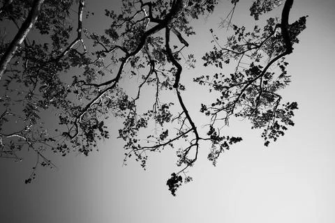 Black and White Low Angle View of Tree Branches Silhouette Against Bright Sky Stock-Fotos