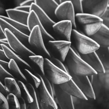 Black and white macro close-up of Araucaria araucana leaves Foto stock