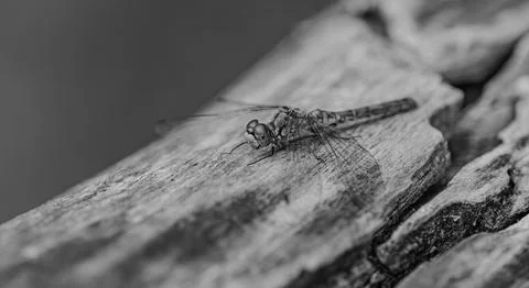 Black and White Macro Close-up of a Dragonfly Resting on Wood Stock Photos