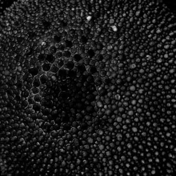 Black and white macro texture of puffball mushroom surface Stock Photos