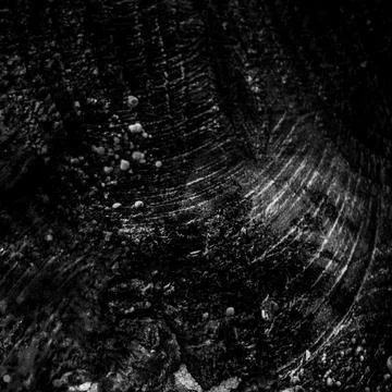 Black and white macro texture of a tree stump Stock Photos