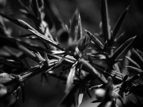Black and White Macro Texture of ULEX EUROPAEUS – Sharp Nature Fine Art Stock Photos