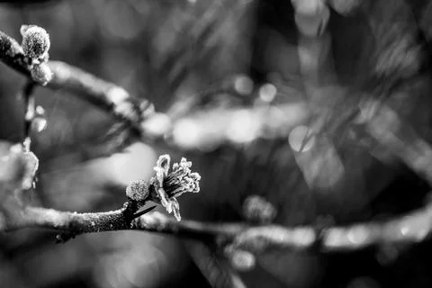 Black and white macro view of frosted quince flowers captures intricate tex.. Foto stock