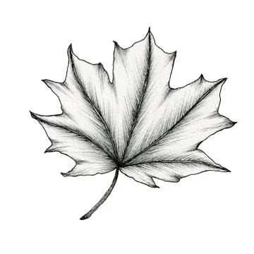 Black and white maple leaf isolated on white Stock Illustration
