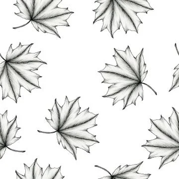 Black and white maple leaf seamless background 스톡 일러스트