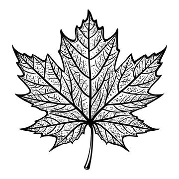 Black and white of a maple leaf with detailed veins leaf shape botanical. Stock Illustration