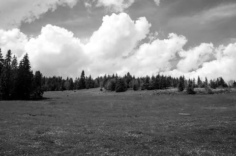 Black and white meadow with dramatic clouds and trees Foto stock