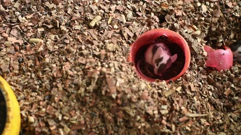 Black and white mice inside  a hole Stock Footage 154460683