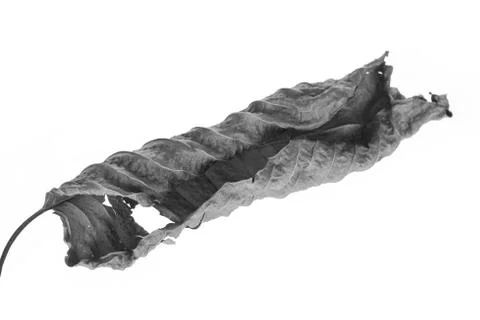 Black and white of Mitragyna leaf, clipping path Stock Photos