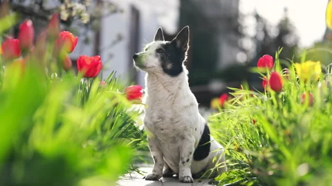 A black and white mongrel dog sits among the flowers, basks in the sun. Stock Footage 239539142