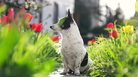 A black and white mongrel dog sits among the flowers, basks in the sun. Stock Footage 239540319