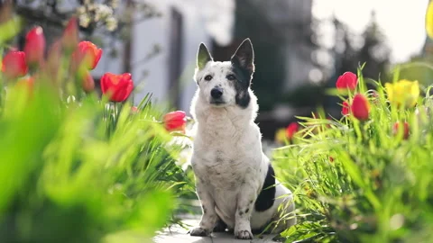 A black and white mongrel dog sits among the flowers, basks in the sun. Stock Footage 239543392