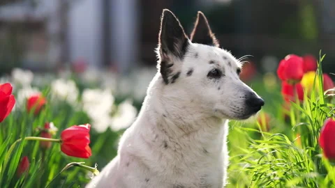 A black and white mongrel dog sits among the flowers, basks in the sun. Stock Footage 239544273