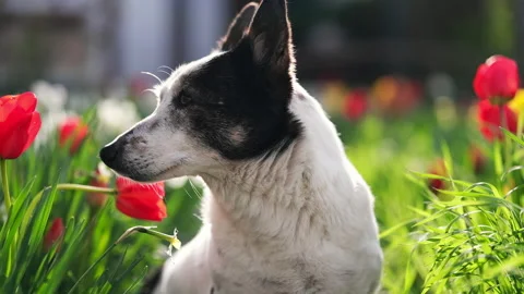 A black and white mongrel dog sits among the flowers, basks in the sun. Stock Footage 239544336