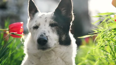 A black and white mongrel dog sits among the flowers, basks in the sun. Stock Footage 239544983