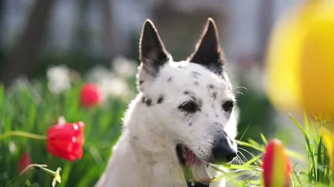 A black and white mongrel dog sits among the flowers, basks in the sun. Stock Footage 239545348