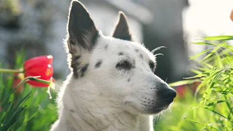 A black and white mongrel dog sits among the flowers, basks in the sun. Stock Footage 239546154
