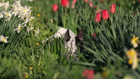 Black and white mongrel dog sits among flowers and green grass, basking in th Stock Footage 239546418