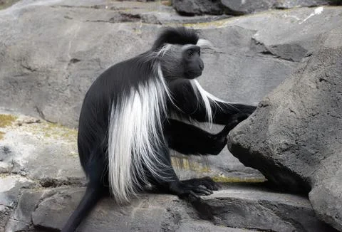 Black and White monkey sitting Stock Photos