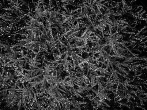 Black and white moss macro texture abstract background Stock Photos