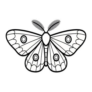 Black and white of a moth with patterned wings butterfly insect outline Stock Illustration