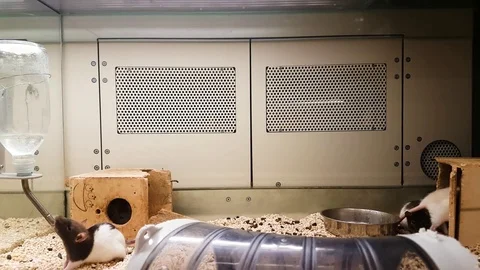 Black and white mouse drinks from a plastic bottle Vidéo 82316305