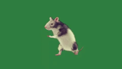 A black and white mouse on green screen rat small creative scene cartoonish Stock Footage 335696924