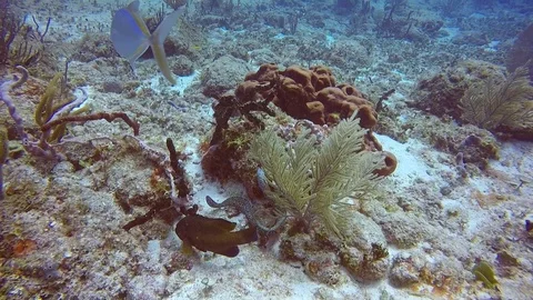 Black and White Muray Eel 스톡 동영상 94003906