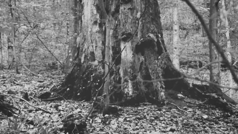 Black and white MVI 9341 164 Stock Footage 167865804