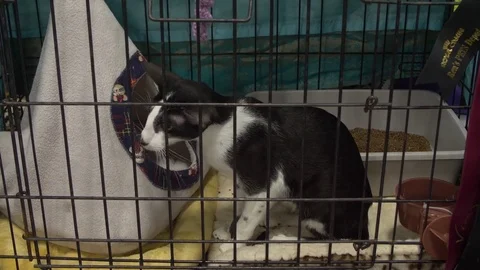 Black and white Oriental kitten at cat show Stock-Footage 80392428