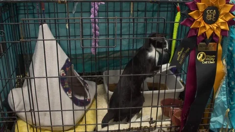 Black and white Oriental kitten plays in cage at cat show Stock Footage 80392447