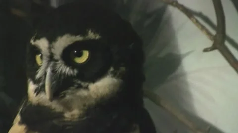 Black and White Owl Video stock 8572744