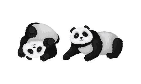 Black and White Panda Bear or Giant Panda with Patches Around its Eyes and Ears Stockillustratie
