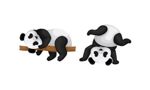 Black and White Panda Bear or Giant Panda with Patches Around its Eyes and Ears Stockillustratie