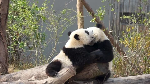 Black and white pandas play-fighting in slow motion, paw swipes and neck bites Stock Footage 323045101