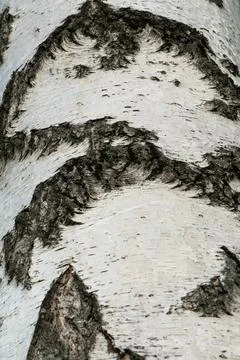 Black and white pattern of a birch tree trunk Stock Photos