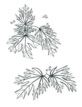 Black and white pattern of openwork carved maple leaves with a scattering of sma 스톡 일러스트