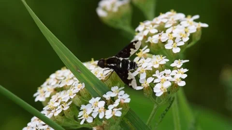 A black and white patterned fly looking like a moth is sucking nectar Video stock 185429327
