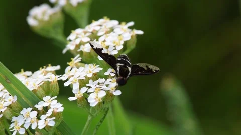 A black and white patterned fly looking like a moth is drinking nectar Video stock 185430236