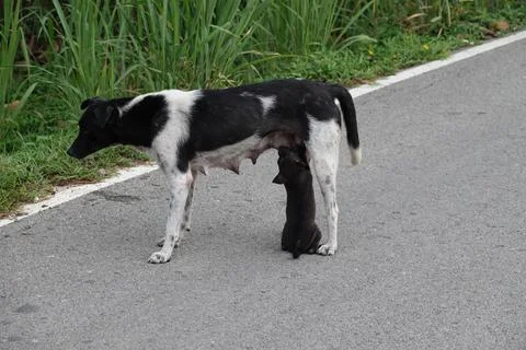 Black and white patterned smooth fox terrier with its puppy drinking milk on the Stock Photos