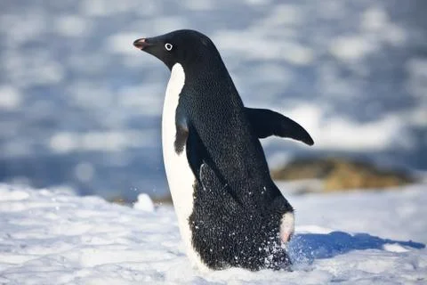Black and white penguin Stock Photos