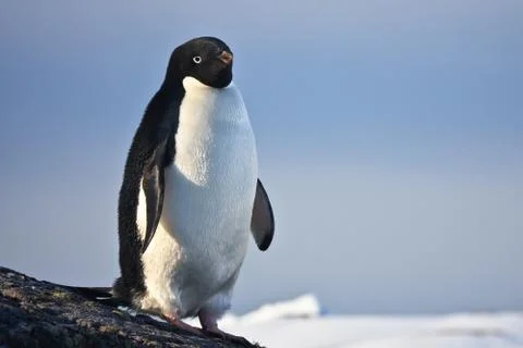 Black and white penguin Stock Photos