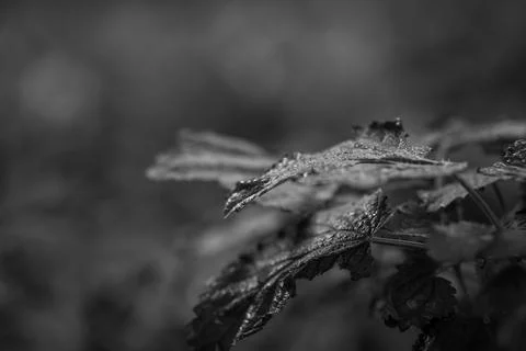 Black and white Stock Photos