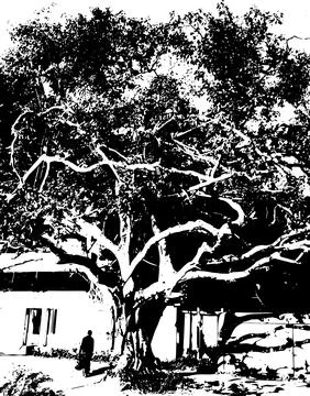 A black and white photo of a large tree, silhouette of mango tree Stock Illustration