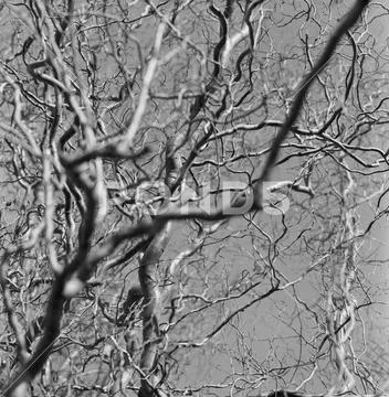 Black and white photography of abstract tree Stock Photos