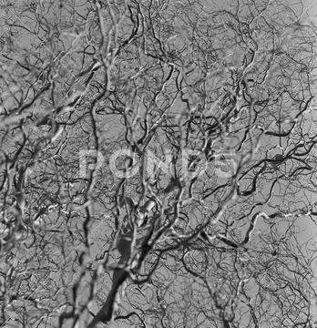 Black and white photography of abstract tree Stock Photos